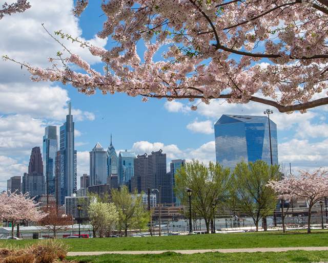 Philadelphia skyline on a sunny day with a cherry blossom tree and lamp post in the foreground