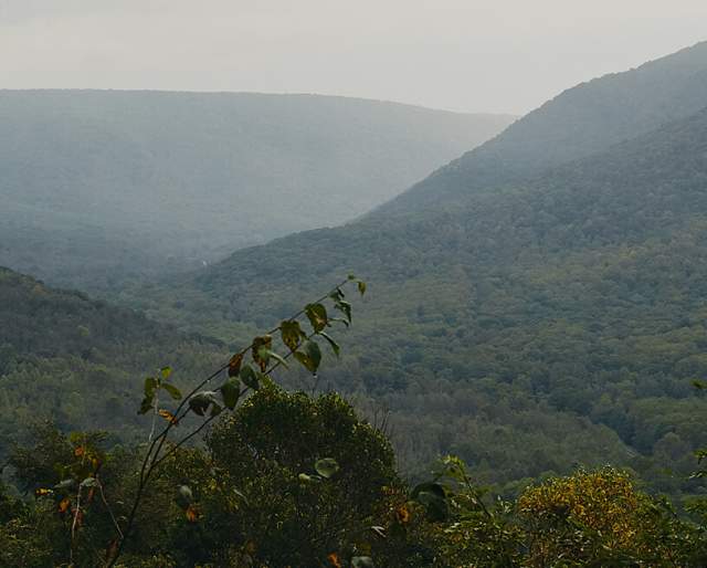 Scenic overlook filled with green mountainous trees in the Laurel Highlands