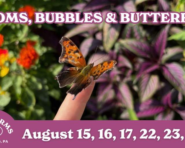 Blooms, Bubbles & Butterflies