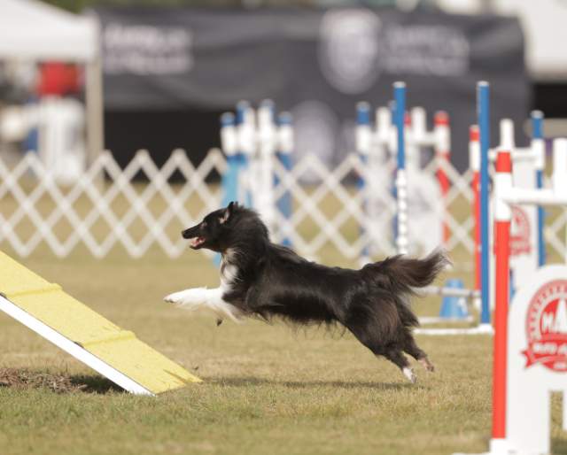 American Kennel Club Celebrates USA 250