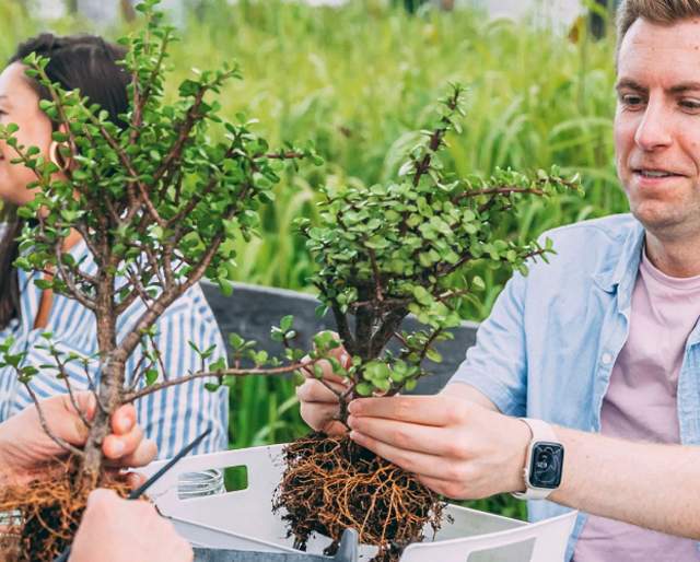Bonsai Workshop at Back Road Brewing Co.