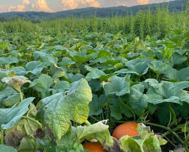 U-Pick Pumpkins at Flinchbaugh's Orchard