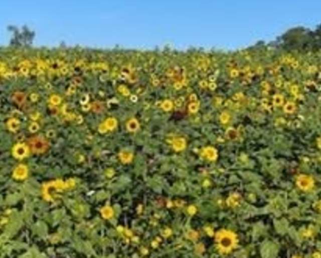 Pick Your Own Berries and Sunflowers