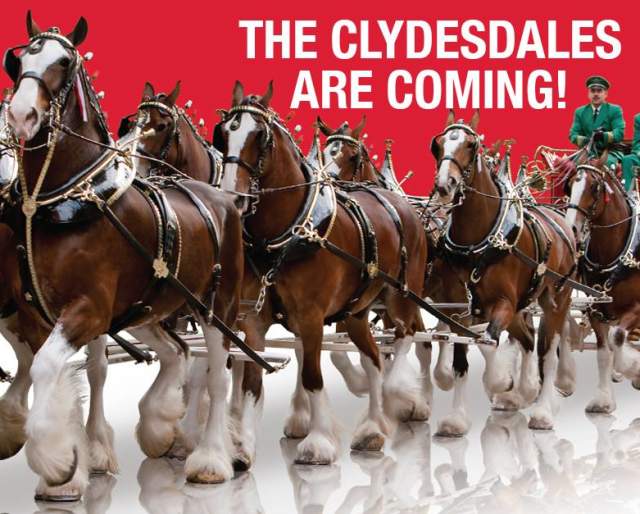 Clydesdale Horses Visit Flinchbaugh’s Farm