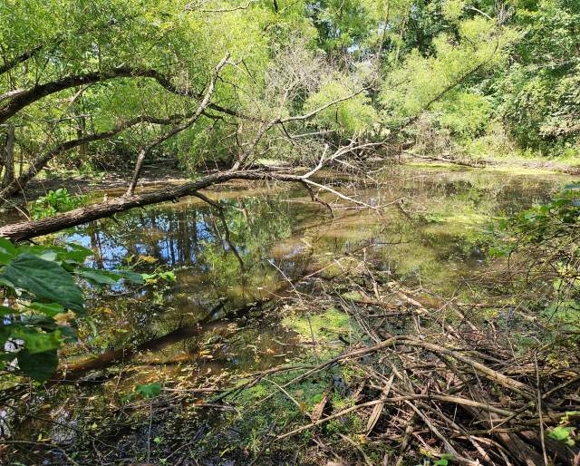 An Accidental Success—How a Vernal Pool Appeared at the George Spangler Farm