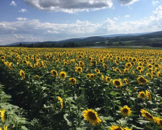Sweetcorn & Sunflower Festival