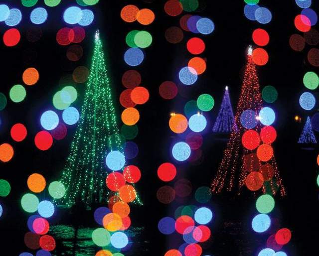 Conneaut Lake Trees of Light