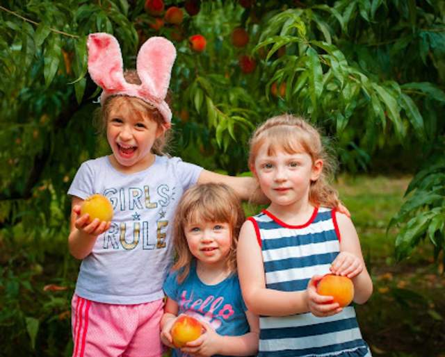 Pick Your Own Peaches