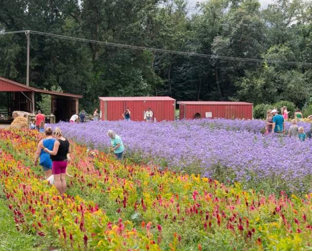 Freedom Farms Wildflower Festival