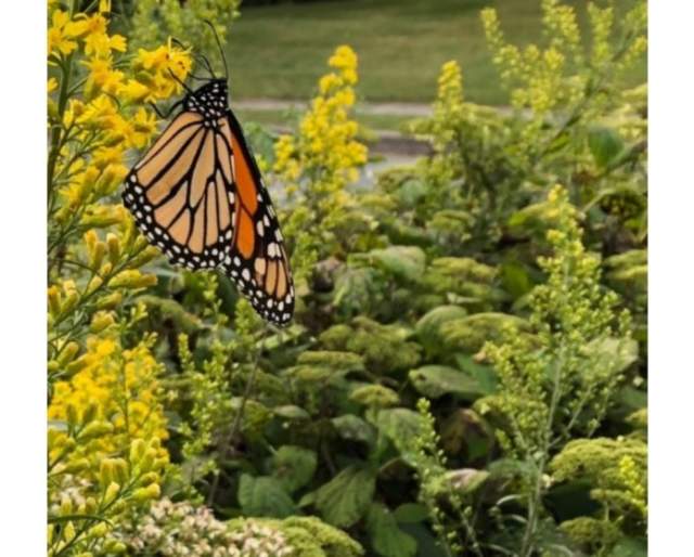 York County Parks Native Plant Sale