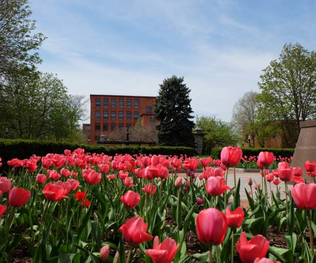 Pink tulips in Franklin Square and statue of Benjamin Franklin