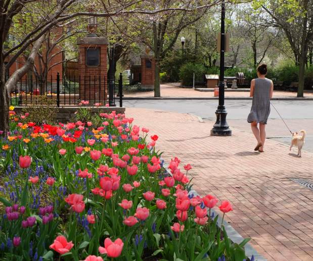 Tulips bloom in Franklin Square with woman walking dog