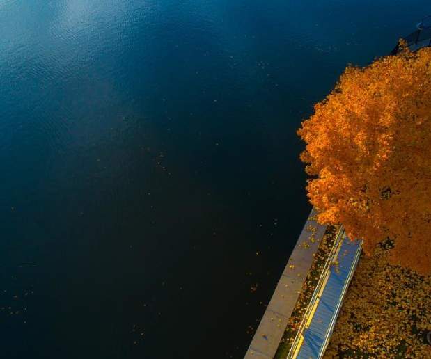 an overhead view of a tree of orange leaves on a pavement walkway surrounded by blue lake water