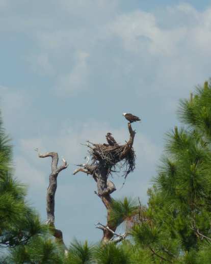 nature in Florida