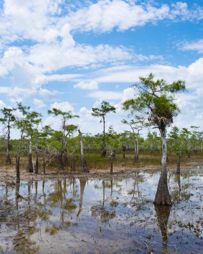"The freshwaters of the Big Cypress Swamp, essential to the health of the neighboring Everglades, support the rich marine estuaries along Florida's southwest coast. Protecting over 729,000 acres of this vast swamp, Big Cypress National Preserve contains a mixture of tropical and temperate plant communities that are home to a diversity of wildlife, including the elusive Florida panther." (Source: National Park Service)