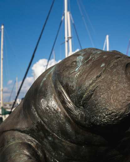 A manatee sculpture greets visitors to the Bradenton River Walk.