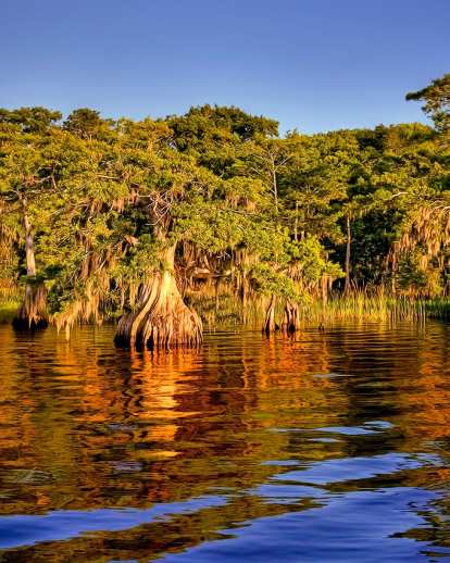 Blue Cypress Lake