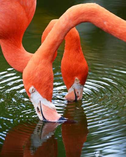 Flamingos