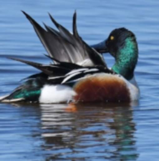 Copy of duck green