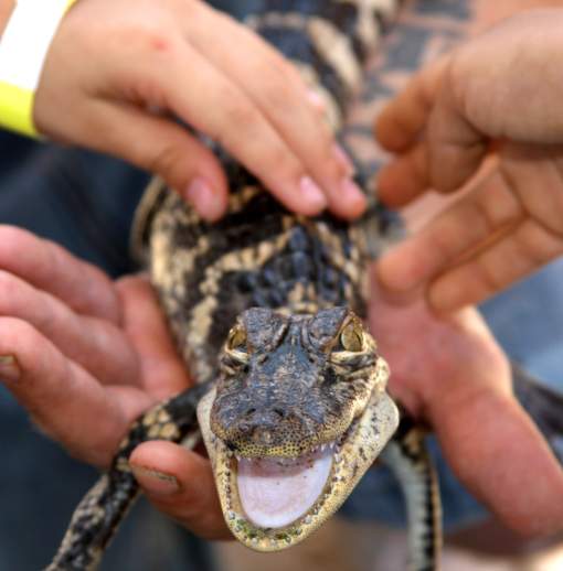 Explore Gator Country