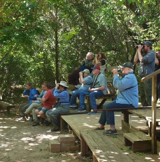 Boy Scout Woods at High Island near Beaumont, TX