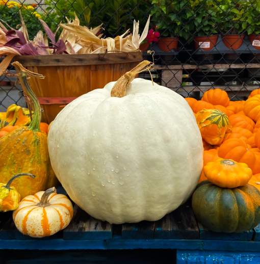 Autumn Bucket List