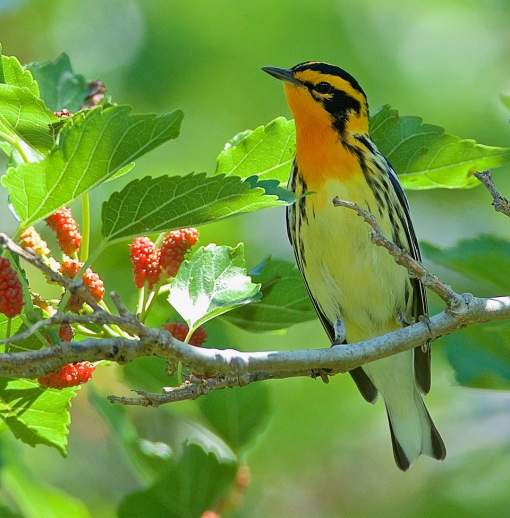 Blackburnian Warbler near Beaumont, TX