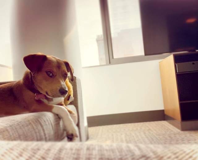 48 Hours in Omaha: With Your Dog
