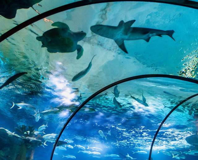 Experience 7 Acres of Incredible Indoor Exhibits at Omaha’s Henry Doorly Zoo and Aquarium