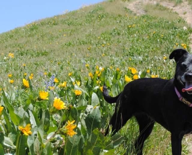 Dog on Hiking Trail Above Salt Lake