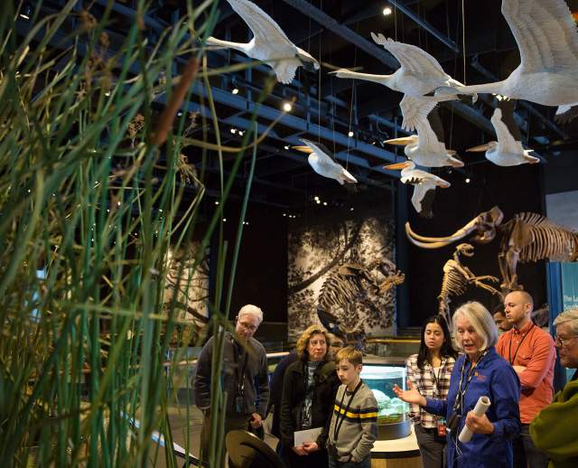 Come explore Utah's biomes in the Life Gallery at the Natural History Museum of Utah