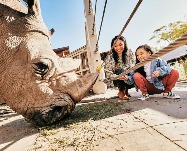 Feeding a rhino at Utah's Hogle Zoo