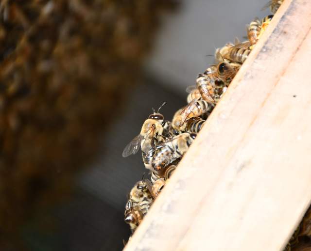 Bee-Craft Consult