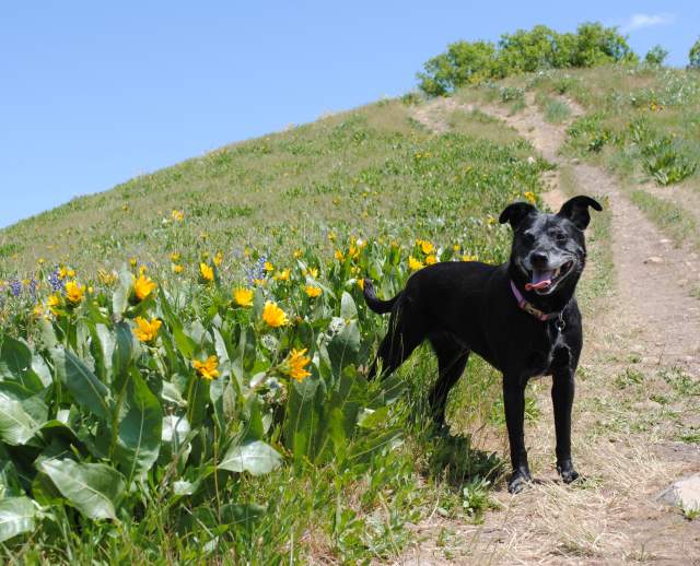 Dog on Hiking Trail Above Salt Lake