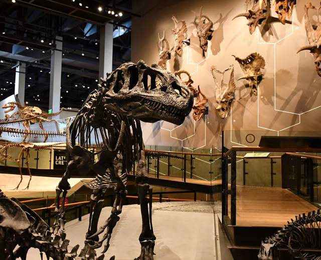 Natural History Museum of Utah Allosaurus