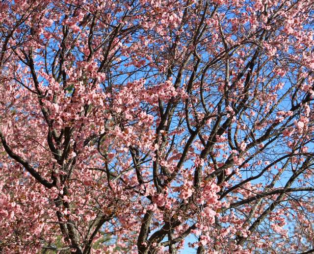 Download Refreshing and Elegant - Japanese Cherry Blossom Art