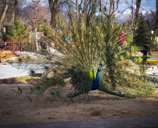 Tracy Aviary
