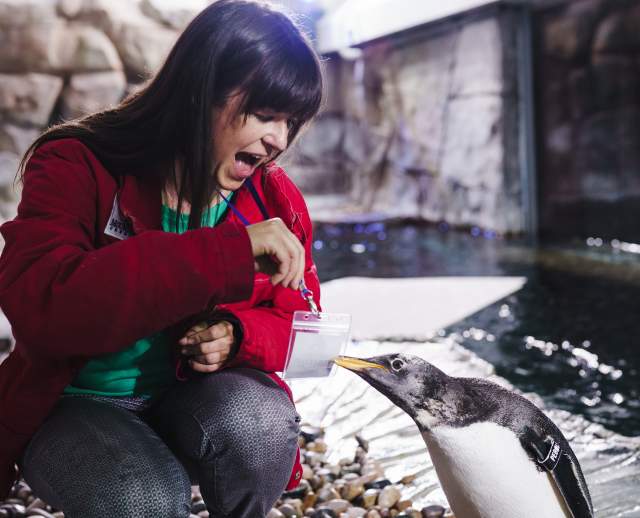 Feeding Penguins at the Loveland Living Planet Aquarium