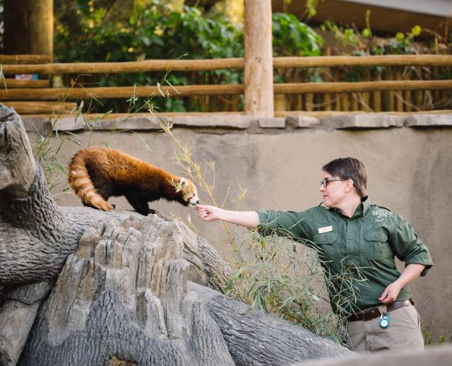Red Panda at Utah's Hogle Zoo Brew
