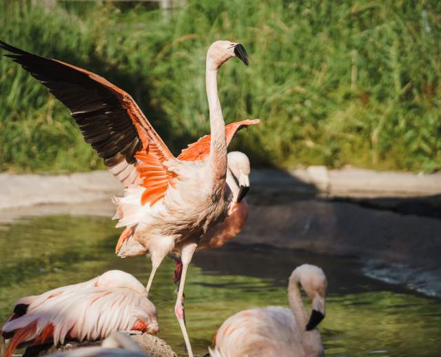 Flamingos at Tracy Aviary