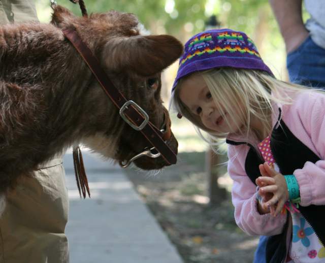Little Girl Meeting a Baby Oxen at This is The Place State Park