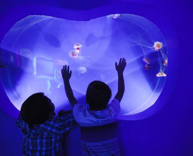 Jellyfish at the Loveland Living Aquarium