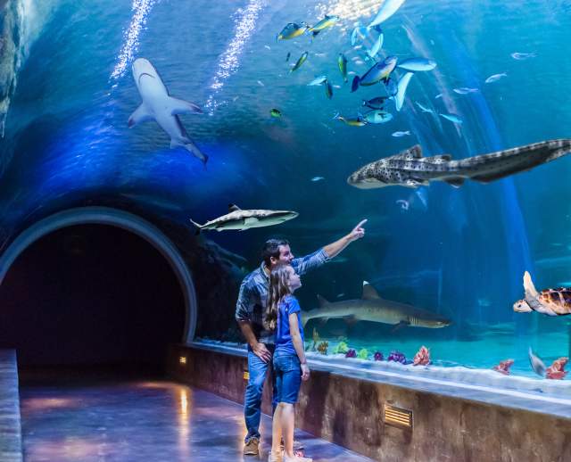 Image of a father and daughter at Loveland Living Planet Aquarium