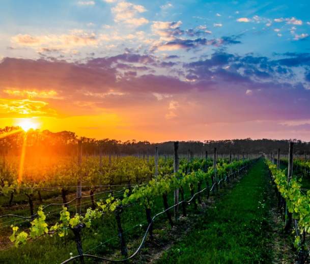 Wine-Country-sunset