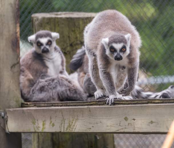 Long Island Game Farm- Wildlife Park and Children's Zoo