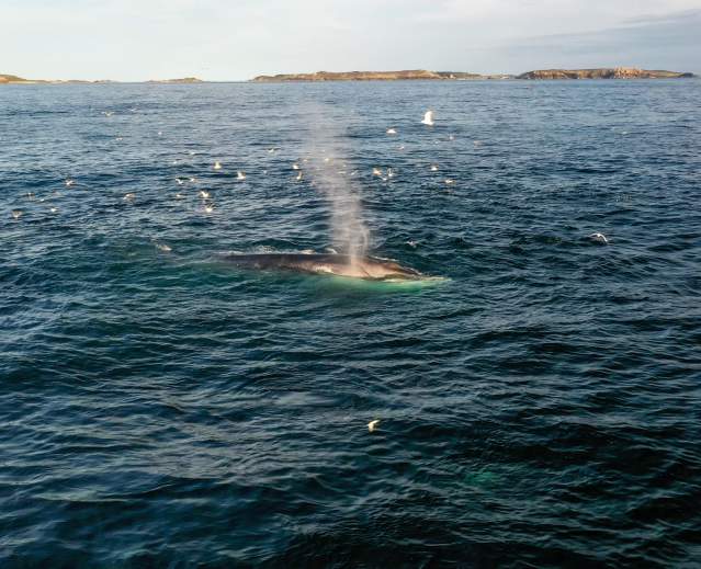 A bumper year for flippers and feathers