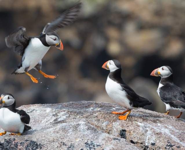 The Puffins Return