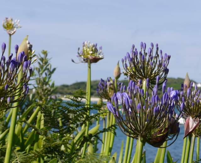 An Island Garden