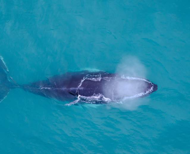 A Whale of An Adventure!