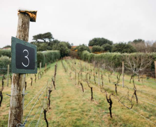 The Accidental Winemakers of the Isles of Scilly